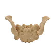 Modelo de DNA de plástico avanzado, estructura de DNA, esqueleto