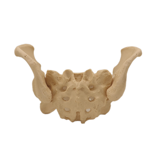Model Kerangka DNA Model DNA Canggih Model Kerangka