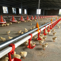 Système d'alimentation automatique pour poulets avec ligne d'eau pour élevage au sol, équipement d'alimentation pour poulets de chair et poules pondeuses