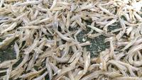 Produit Spécial du Vietnam : Anchois Séchés (Variété GLOBEFISH) Certifiés HACCP, 10kg/carton, Prix Bas en Gros, M. Kevin