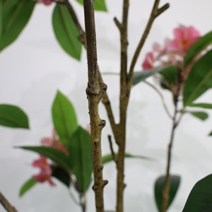 2025 <span class=keywords><strong>Plante</strong></span> Artificielle en Pot 120-180 cm Arbre <span class=keywords><strong>Plumeria</strong></span> Artificiel pour la Décoration de Bureau à Domicile - Product Image 4