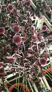 <span class=keywords><strong>Echinops</strong></span> Secos y Preservados al por Mayor para Decoración de Ramos de Flores, Globos de Flores Secas, Cardos - Product Image 6