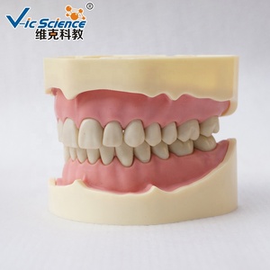 Modelo de dientes humanos para la ciencia médica, instrumento de imitación de frasaco dental, modelo educativo de ciencia médica - Product Image 4
