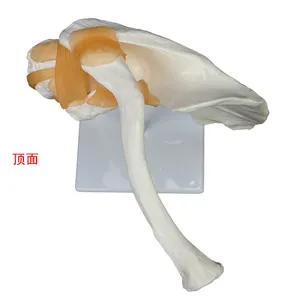 Production of high quality plastic Anatomical Life-size Big Shoulder Joint-functional Model Skeleton Model Medical model