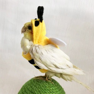 Costume de perroquet en polaire, sweat à capuche chaud, taille S M L, design animal mignon pour oiseaux de compagnie - Product Image 2
