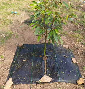 Tessuto di plastica Weed Stop per aiuola con fori in PP PE tessuto paesaggio perforato Anti tappeto di controllo delle infestanti - Product Image 6