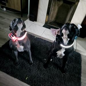 Zware-duty webbing zaklamp USB-lampje lichtgevend <span class=keywords><strong>glow</strong></span>-in-the-dark verlichte Cobra gesp tactische honden LED-halsband met handvat - Product Image 6