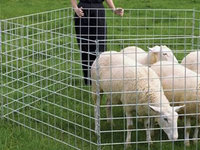 Panneau de treillis soudé en fer galvanisé électrique à mailles carrées de 6, 12, 50x50, 2x2, 1x2, 3x3, 4x4, 5x5 pouces pour la construction