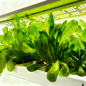 Sistemas de Cultivo Hidropónico para Uso Doméstico 2026, Bomba Automática Interior, PVC de Grado Alimenticio, 65 Meses de Riego, Venta al Por Mayor - Product Image 4