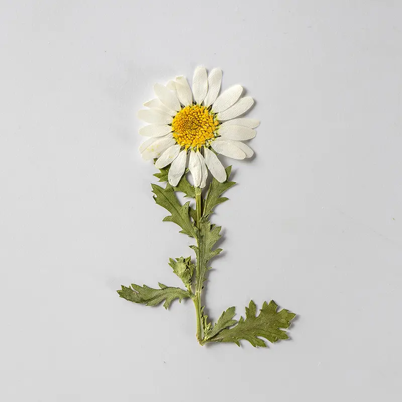 Bunga kering alami untuk Resin Mini kristal Krisan bunga kering timbul bingkai foto pembatas buku kartu ucapan