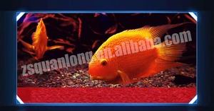 Quanlong meilleur prix <span class=keywords><strong>T8</strong></span> <span class=keywords><strong>led</strong></span> <span class=keywords><strong>aquarium</strong></span> lumière submersible arowana lumière <span class=keywords><strong>led</strong></span> <span class=keywords><strong>aquarium</strong></span> marin wrgb lampe de réservoir de poissons - Product Image 5