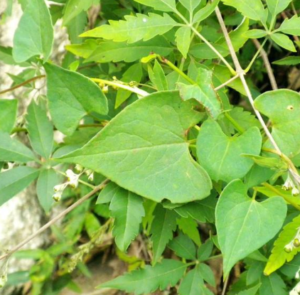 Kudzu extract Pueraria mirifica extract Puerarin 98% powder