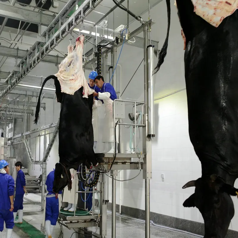 SGS-zugelassene Rinder kuhfarm und Schlachthof mit Viehs ch lacht ausrüstung