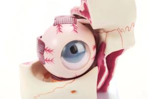 Modelo Anatómico Ampliado <span class=keywords><strong>del</strong></span> <span class=keywords><strong>Ojo</strong></span> Humano y <span class=keywords><strong>la</strong></span> Órbita, Modelo <span class=keywords><strong>de</strong></span> <span class=keywords><strong>la</strong></span> Estructura <span class=keywords><strong>del</strong></span> <span class=keywords><strong>Ojo</strong></span> para <span class=keywords><strong>la</strong></span> Enseñanza Médica - Product Image 4