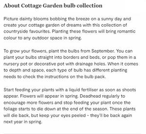 Cina Town Iris hollandica Carmen Allium roseum perché amiamo la collezione di bulbi da <span class=keywords><strong>giardino</strong></span> <span class=keywords><strong>giardino</strong></span> kit di fiori da <span class=keywords><strong>giardino</strong></span> - Product Image 6