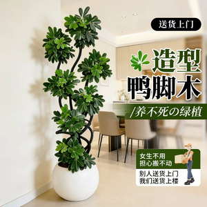 Plante artificielle de type Arbre à pattes de canard, grande, pour intérieur, sur pied, simulation de verdure persistante pour salon et bureau - Product Image 1