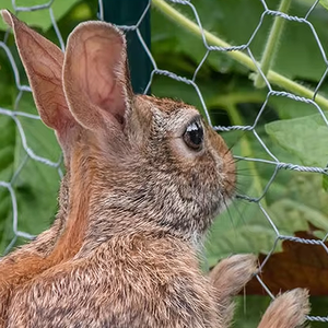 Srx mạ kẽm dây lưới chống gỉ gà hàng rào lưới cho vườn bảo vệ và động vật bao vây dệt lưới lục giác - Product Image 4
