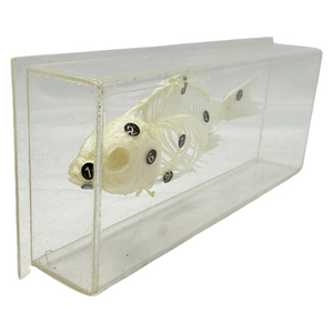 <span class=keywords><strong>Esqueleto</strong></span> <span class=keywords><strong>de</strong></span> pescado modelo bio laboratorio <span class=keywords><strong>de</strong></span> la escuela clase muestra enseñanza SIDA - Product Image 4