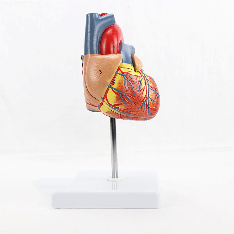 Модель человеческого сердца 4 раза в жизни, 3 части, модель анатомического образования, медицинское обучение, модель сердца