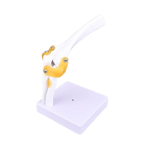 Simulateur d'arthroscopie portable 1:1 en silicone pour la formation en sciences médicales - Product Image 5