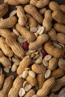 Arachides fraîches biologiques en coque, qualité alimentaire, origine américaine, emballage en vrac et personnalisation disponibles, qualité supérieure, best-seller