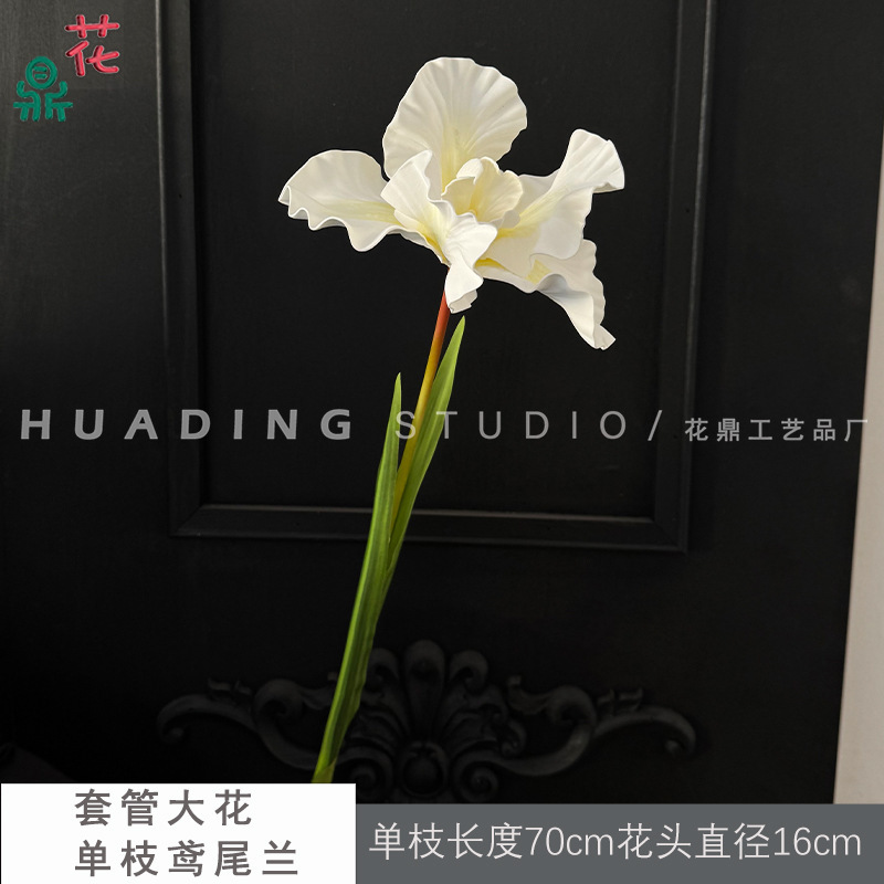 Iris à tige simple à grandes fleurs avec tube tubulaire, blanc