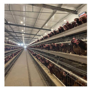 <span class=keywords><strong>Cages</strong></span> d'élevage avicole pour poules pondeuses, équipement automatique pour l'élevage de poulets en batterie, à vendre - Product Image 4