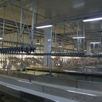 Certificat CE, projet de ferme avicole clé en main de premier ordre en Chine, équipement de chambre de refroidissement à air pour l'abattage des poulets, de haute qualité