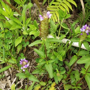 Nuova Erba Medicinale Cinese Prunella Vulgaris Essiccata, Frutto di Prunella Vulgaris per Guarigione Naturale delle Ferite - Product Image 5