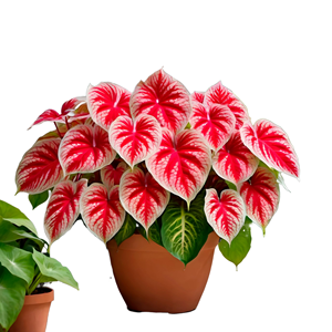 6 bulbi di Caladium Crimson Sky, <span class=keywords><strong>piante</strong></span> ornamentali <span class=keywords><strong>perenni</strong></span> a forma di orecchio d'elefante per giardini ombrosi esterni e fioriere, fogliame tropicale audace - Product Image 1
