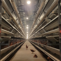 Cage de type A pour poules pondeuses, cage en batterie pour poulets de ferme, poulailler pour fermes avicoles