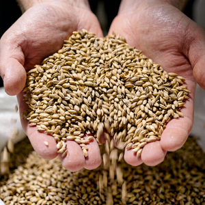 Grano de Cebada de Alta Energía para Alimentación de Ganado, Nutrición Animal, Cebada Integral Estándar, Suministro a Granel, Fabricante y Exportador de la India - Product Image 1
