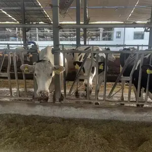 牛用農業機器亜鉛メッキ乳製品ヘッドロック