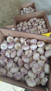 Bán buôn Chất lượng cao tỏi trắng tươi với số lượng lớn tỏi trắng bình thường từ cung cấp bán buôn - Product Image 3