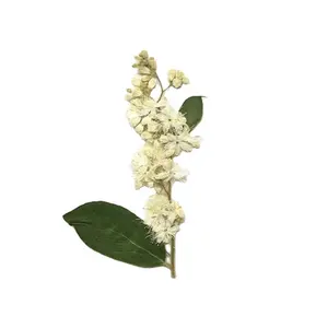 Mnr2023 सूखे सफेद सैंडलवुड फूलों के साथ पत्तियों और तने के साथ