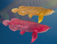 Modèle de poisson arowana animatronique, poisson dragon bionique robotique grandeur nature, statue de poisson réaliste en mouvement pour aquarium et parc