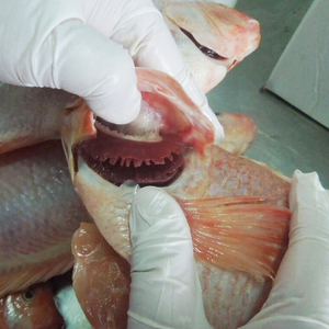 <span class=keywords><strong>Acheter</strong></span> du Tilapia Rouge Vivant Congelé en Gros de Chine – Prix Compétitif pour Tilapia Rouge Frais - Product Image 5