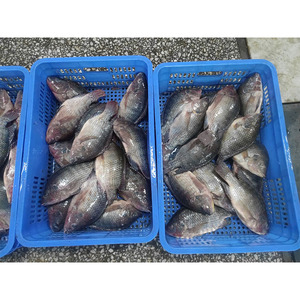 <span class=keywords><strong>ปลา</strong></span>ทิลาเปียแช่แข็งขายส่ง 200-300 กรัม 300-500 กรัม แบบ BQF บล็อก <span class=keywords><strong>ปลา</strong></span>ทิลาเปียสดแช่แข็งจากจีน - Product Image 2