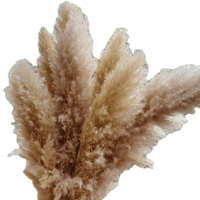Vente en gros de fleurs naturelles d'herbe de pampa brune belle décoration de fête de mariage de style frais avec boîte de plumes sèches couronne emballée