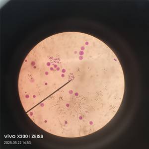 30 Lames de microscope en verre pour biologie cellulaire et génétique, spécimens humains et animaux, pour écoles de médecine - Product Image 1