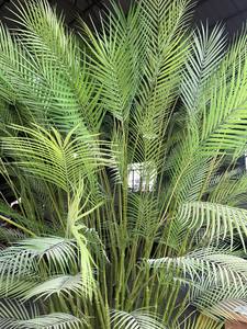 ต้นปาล์มประดิษฐ์ขายดี ต้นบอนไซประดับตกแต่ง ต้นปาล์มอะเรก้า คาเตชู ปลูกในกระถาง - Product Image 4