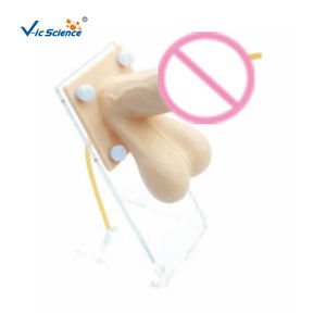 Übungs modell für männliche Kondome für das Kondom modell für die medizinische Ausbildung und Pflege praxis - Product Image 1