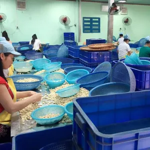 Вьетнам белый орех кешью ww240 на экспорт