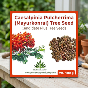 PIONEER AGRO Graines d'Arbre Rouge Caesalpinia Pulcherrima (Mayurkonrai) 100g pour Épices Issu d'une Plante Fleurissante - Product Image 2
