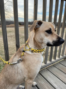 Heavy Duty <span class=keywords><strong>Two</strong></span> Handle Durable <span class=keywords><strong>Dog</strong></span> Paracord <span class=keywords><strong>Dog</strong></span> Lead Leash con Frog 360 Clip - Product Image 2