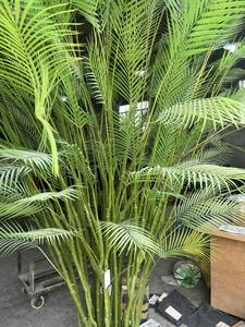 ต้นปาล์มประดิษฐ์ขายดี ต้นบอนไซประดับตกแต่ง ต้นปาล์มอะเรก้า คาเตชู ปลูกในกระถาง - Product Image 5