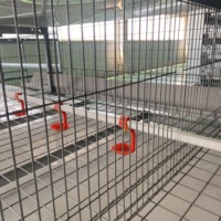Vente Flash : Cage à poulets de chair – Équipement avicole pour l'élevage animal et avicole