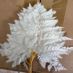 Fiori e piante conservati 10 pz foglie di <span class=keywords><strong>felce</strong></span> bianche secche naturale vera aracniodi in pelle di <span class=keywords><strong>felce</strong></span> per decorazioni per la casa di nozze - Product Image 2