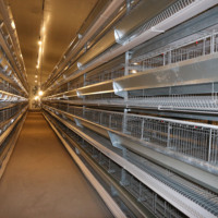 Ferme préfabriquée à structure en acier Hangar à volailles préfabriqué pour poulets de chair avec équipement de cage automatique