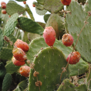 Yüksek kaliteli GMP standart <span class=keywords><strong>Hoodia</strong></span> Gordonii vakum paketlenmiş davul <span class=keywords><strong>Hoodia</strong></span> kaktüs özü gıda sınıfı toz özü - Product Image 3